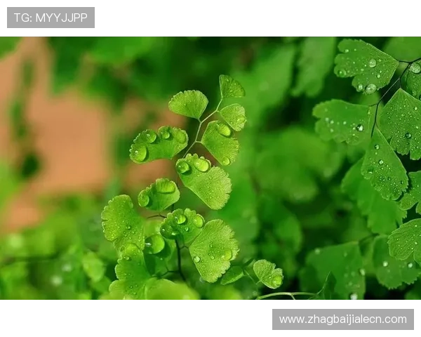 绿色安全真人国际下载app官方最新版支持多国语言多玩法的真人娱乐新方式