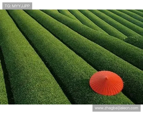 了解PA视讯厅的优惠活动与福利政策,助你轻松享受更多实惠与奖励 了解PA视讯厅的优惠活动与福利政策,助你轻松享受更多实惠与奖励